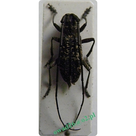 Monochamus saltuarius (Fabricius, 1792) Żerdzianka plamista